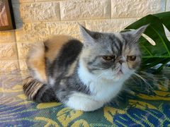 -平行世界·猫咖(首经贸店)