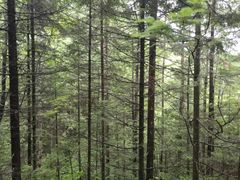 -峡谷浮石林景区