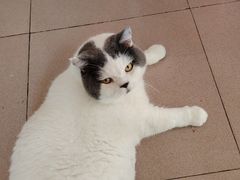 -博特宠物医院24h犬猫全科.骨科·异宠
