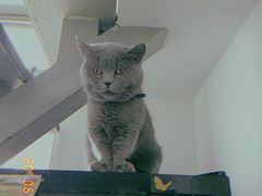 -三花喵·撸猫购宠·宠物生活馆(虹桥南丰城店)
