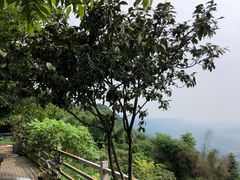 -铁山坪森林公园