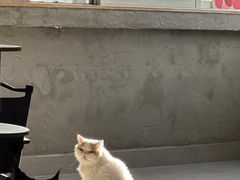 -Heymao猫咖.咖啡厅(东门店)