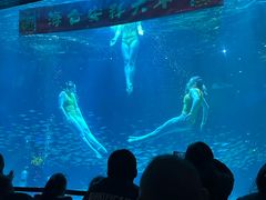 -海合安成都极地海洋公园