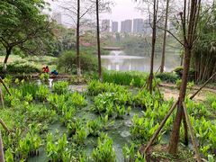 -重庆彩云湖湿地公园