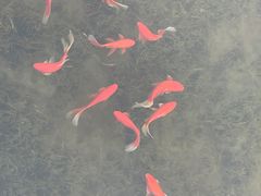-金银湖国家城市湿地公园
