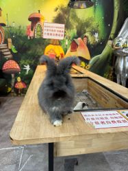 -神奇动物撸宠馆·羊驼·小浣熊·异宠(豫园店)