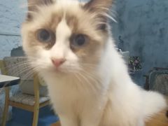 -猫色咖啡·猫咖