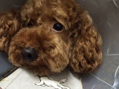 -爱侣宠医·鹦鹉专科·小型哺乳类·异宠专科(灵石路店)