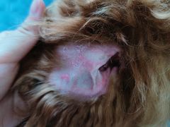 -家有小宠宠物美容(双楠街店)