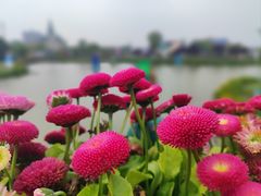 -荷兰花海