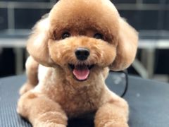 -小尾巴宠物店(万科·金域华庭店)