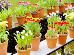 -深圳仙湖植物园