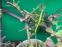 -上海大自然野生昆虫馆(东方明珠·爬宠昆虫探索中心)