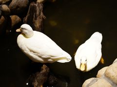 -馬蘭花開(车站大道店)