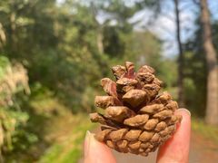 -北仑森林植物园