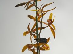 -国家植物园