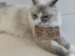 -怪兽屋·羊驼·猫咖·狗咖(俊华广场店)