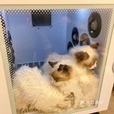繁华地段一个撸猫好地方