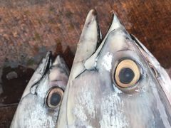 -尼甘布海鲜市场