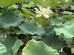-木塔寺遗址生态公园