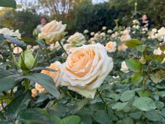 -人民公园(罗湖区)