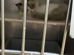 -宠颐生贝利健动物医院(谢家湾分院)