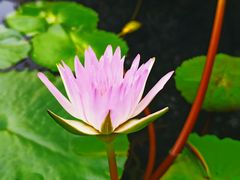 -上海辰山植物园