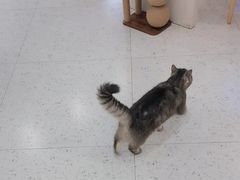 -喵园·猫主题咖啡厅·撸猫·猫咖(国贸店)