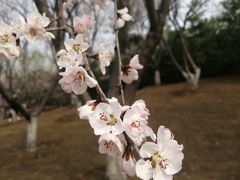 -大望京公园