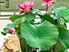 -洛阳市隋唐城遗址植物园