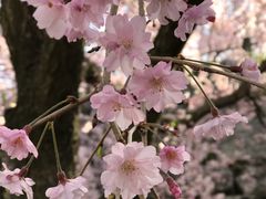 -西域美食蘭州拉面