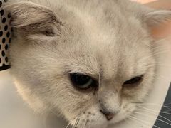 -佳怡动物医院·平价24小时·猫专科骨外科