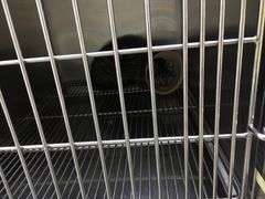 -爱侣·安琦尔宠物医院·中兽医针灸·心内科·狂犬免疫点(宝山区院)