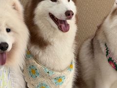 -星多哈·狗咖·拼豆·咖啡