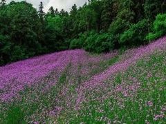-大塘金香草谷
