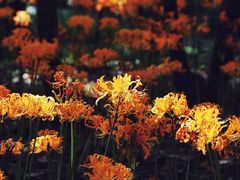-杭州植物园