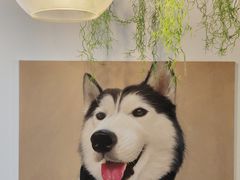 -Husky Go! 哈士奇体验馆·宠物咖啡厅狗咖