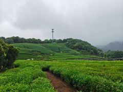 -龙坞茶村