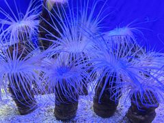 -上海海洋水族馆