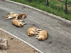 -大连森林动物园