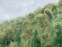 -长虫山生态公园风景林