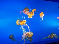 -太平洋海底世界