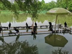 -长兴太湖图影湿地文化园