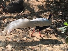 -泉州海丝野生动物世界