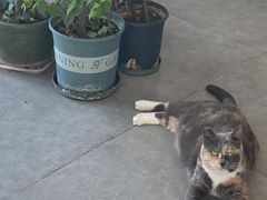 -凯特喵百思猫专科医院