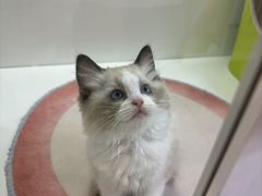 -青奢宠物·青奢猫舍