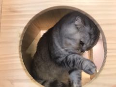 -猫咪派对(江南西店)