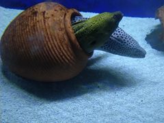 -江和美海洋公园