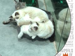 -极木²邸 人与宠物·互动社区