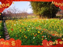 -天适樱花悠乐园